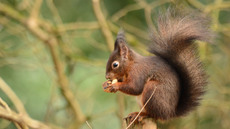 Eichhörnchen (21).jpg